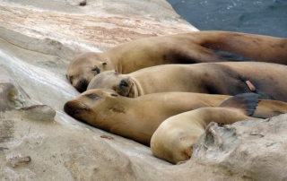 Oergezond-gezondheidsdeskundige