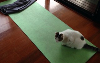 Oergezond gebrek aan discipline